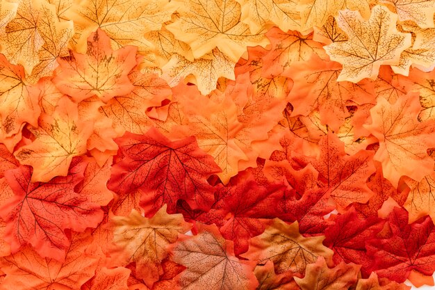 Płaskie ukształtowanie powierzchni liści jesienią