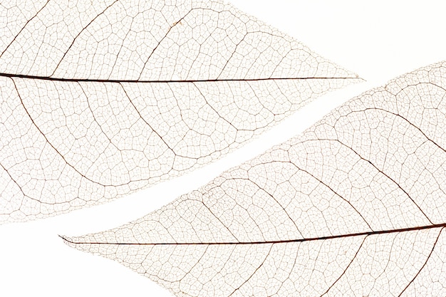 Bezpłatne zdjęcie płaskie ukształtowanie tekstury przezroczystych liści