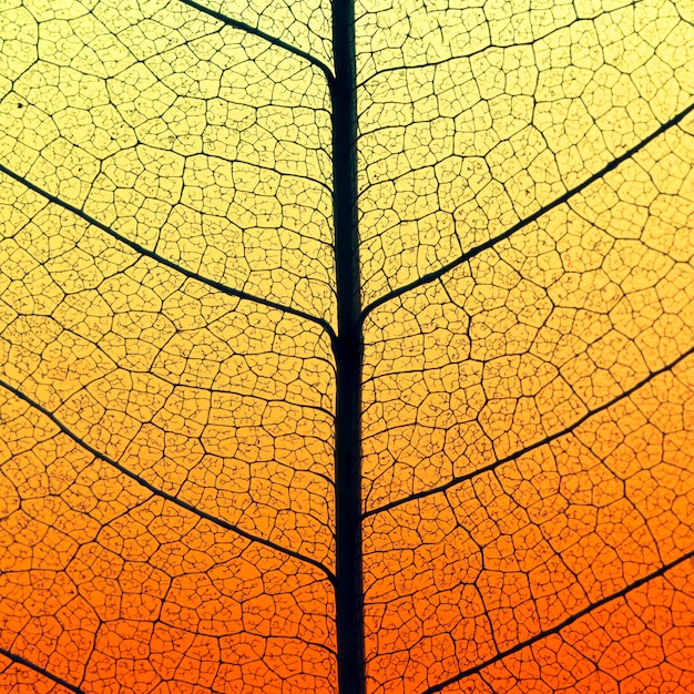 Płaskie ułożenie kolorowych liści z półprzezroczystą teksturą