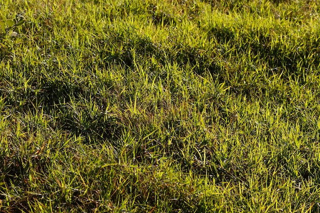 Bezpłatne zdjęcie płasko leżała zielona trawa