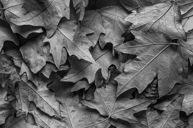 Płasko ułożone suche liście