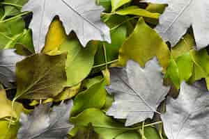 Bezpłatne zdjęcie płasko ułożone suche liście