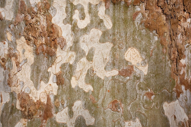 Platanus Occidentalis Zbliżenie Tekstury Kory Drzewa. Zrzucająca Kora Drzewa. Wzór Jest Podobny Do Wzoru Kamuflażu Wojskowego. Premium Zdjęcia