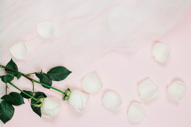 Płatki białych róż z welonem ślubnym