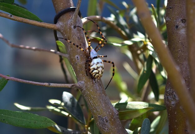 Płatkowany pająk Argiope na gałęzi drzewa oliwnego