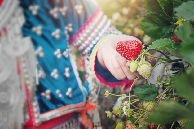 Plemienne dziewczyny zbierają truskawki na farmie.