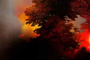 Bezpłatne zdjęcie płonący las, globalne ocieplenie, fotografia pożaru