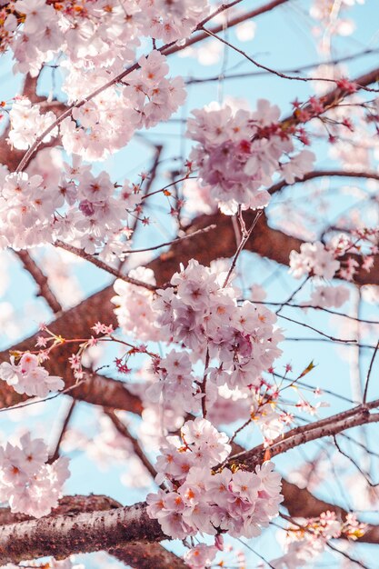 Płytkie fokus strzał piękne różowe kwiaty wiśni pod zapierające dech w piersiach błękitne niebo