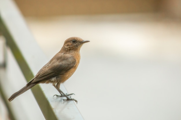 Płytkie fokus zbliżenie strzał ptaka Flycatcher w parku