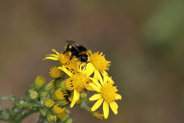 Płytkie skupienie pszczół na żółtych kwiatach