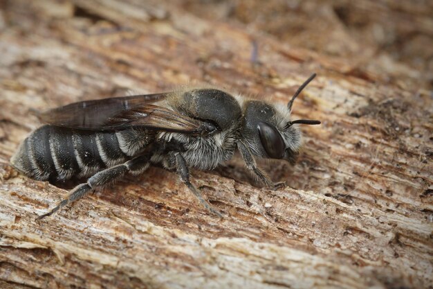 Płytkie skupienie samicy oligolektycznej żmii Bugloss Mason Bee na korze drzewa