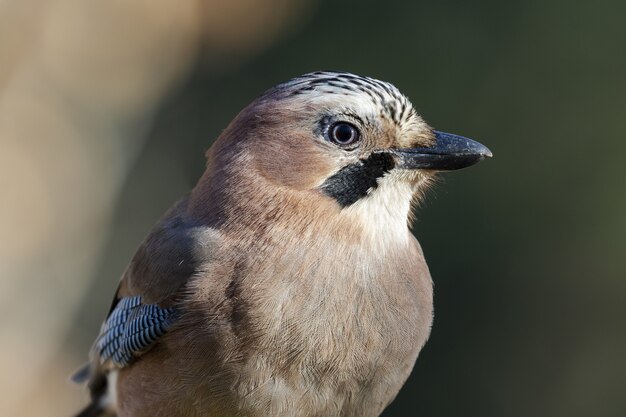 Płytkie ujęcie sójki zwyczajnej (Garrulus glandarius)