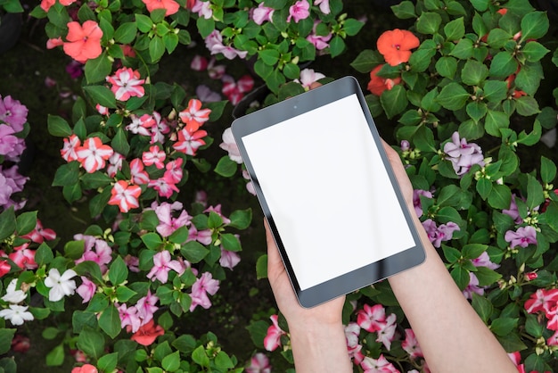 Podniesiony widok kobiecej ręki trzymającej cyfrowy tablet z pusty biały ekran na kolorowe kwiaty