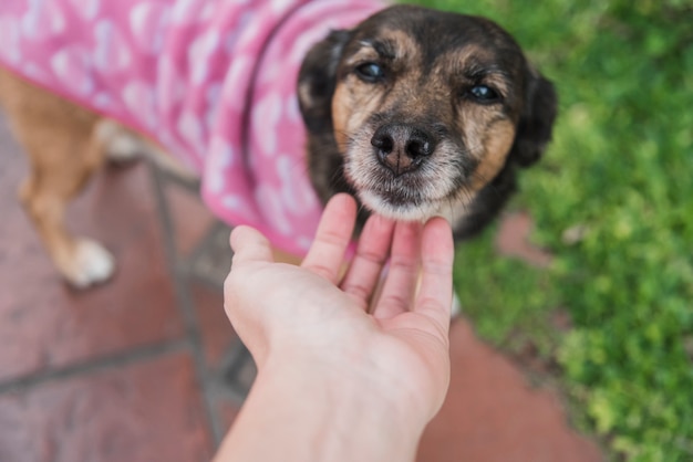 Bezpłatne zdjęcie podniesiony widok ludzkiej dłoni głaskanie psa
