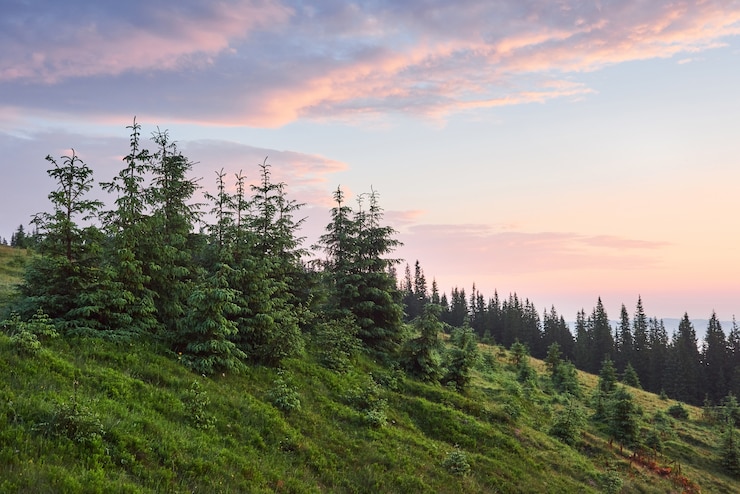 Bezpłatny plik Zdjęcie podróże, trekking. letni krajobraz - góry, zielona trawa, drzewa i błękitne niebo.