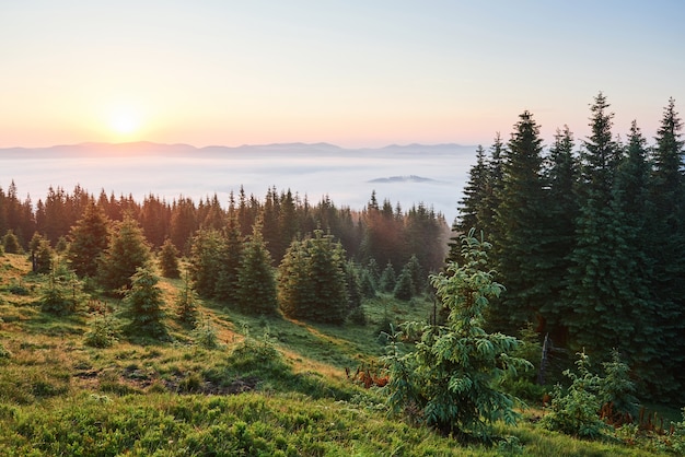 Podróże, trekking. Letni krajobraz - góry, zielona trawa, drzewa i błękitne niebo.