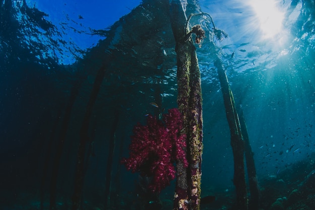 Podwodna rafa koralowa na Karaibach