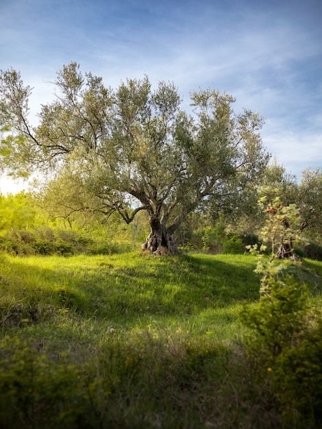 podwórko z ogromnym drzewem na Istrii w Chorwacji