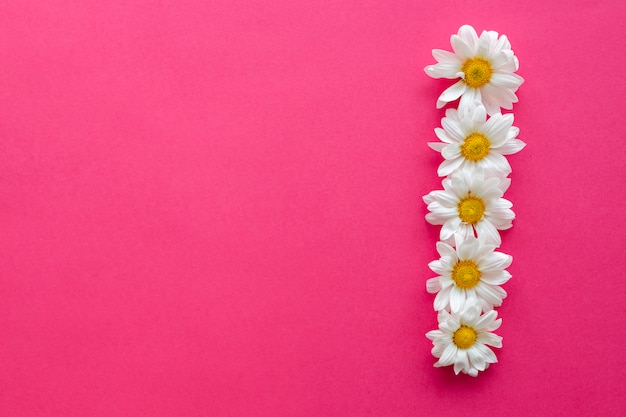 Bezpłatne zdjęcie podwyższony widok białych stokrotek kwiaty układający w rzędzie nad różowym tłem