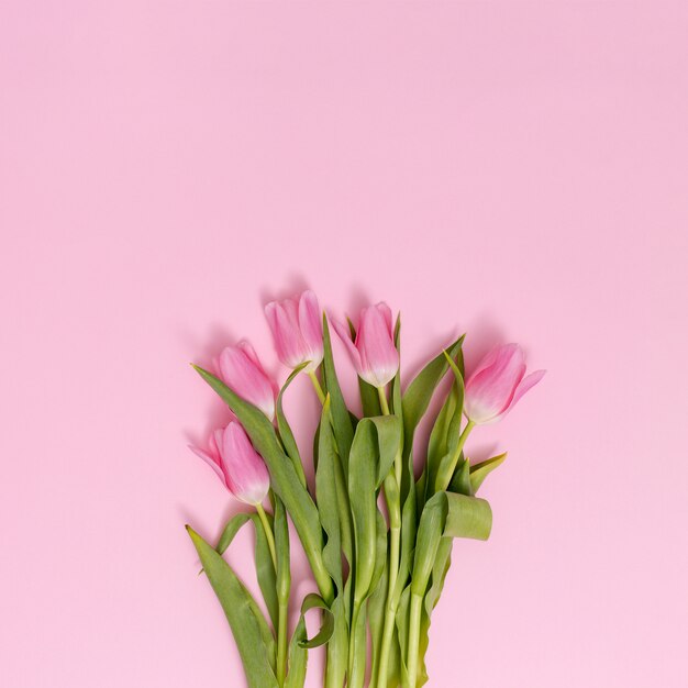 Podwyższony widok tulipanowi kwiaty na dnie różowy tło