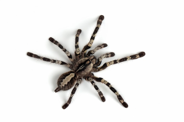 Poecilotheria regalis tarantula na białym tle regalis tarantula zbliżenie na białym tle