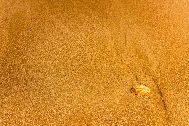 Pojedyncza powłoka na tle piaszczystej plaży