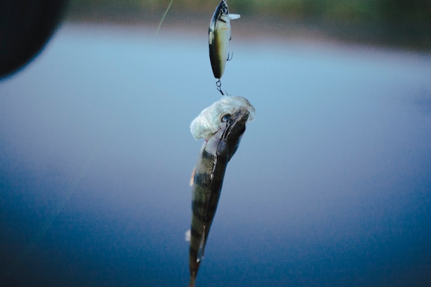 Bezpłatne zdjęcie pojedyncza ryba haczył w połów przynęcie przeciw defocused tłu