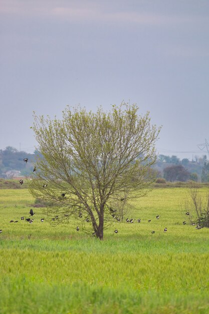 Pojedyncze drzewo z ptakami na nim w zielonym polu