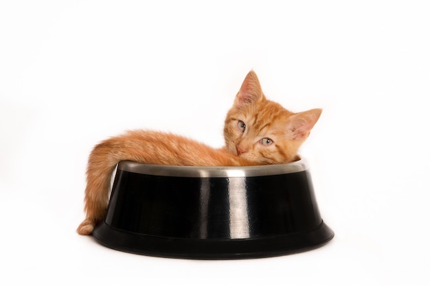 Pojedyncze ujęcie imbirowego kota patrzącego na przód leżącego wewnątrz miski na karmę dla zwierząt domowych pet