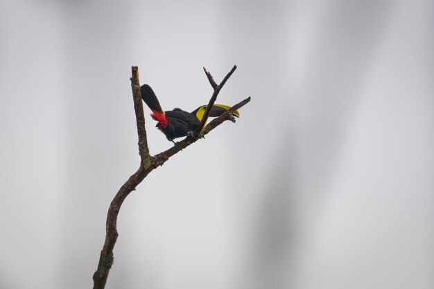 Pojedynczy ptak Tukan z dużym kolorowym dziobem siedzący na pojedynczej gałęzi drzewa pod deszczowym niebem