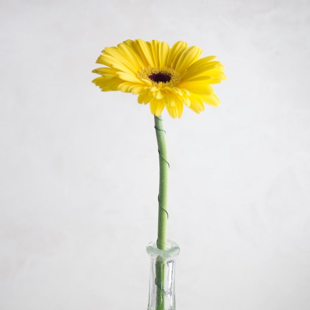 Bezpłatne zdjęcie pojedynczy żółty kwiat w wazie