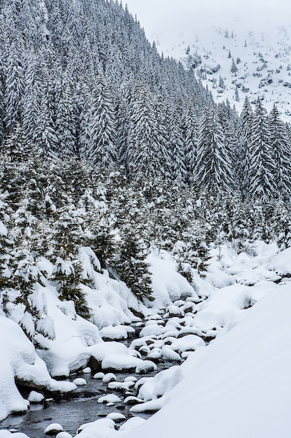 Pokryte śniegiem jodły na tle górskich szczytów. Panoramiczny widok na malowniczy śnieżny zimowy krajobraz.