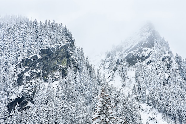 Pokryte śniegiem jodły na tle górskich szczytów. Panoramiczny widok na malowniczy śnieżny zimowy krajobraz.