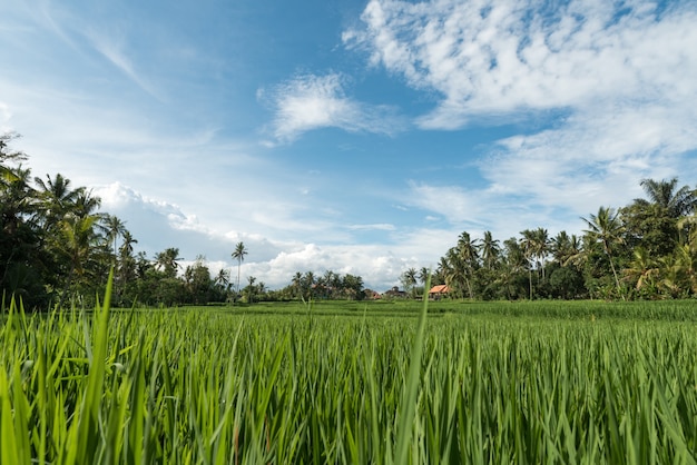 Bezpłatne zdjęcie pola ryżowe w ubud