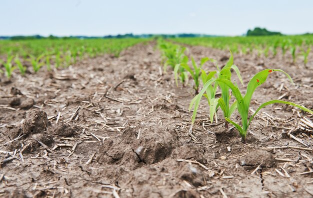 Pole kukurydzy: młode rośliny kukurydzy rosnące w słońcu.