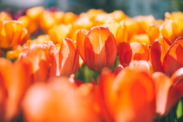 Pole ognistych pomarańczowych tulipanów w promieniach jasnego letniego światła dziennego