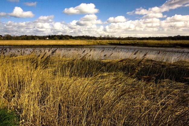 Pole pokryte trawą otoczoną rzeką Alde w słońcu w Wielkiej Brytanii