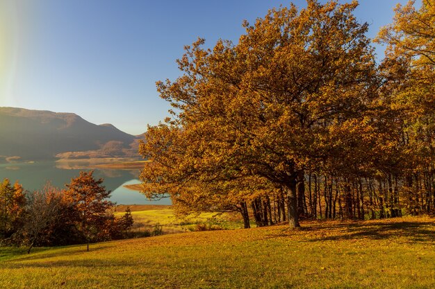 Pole porośnięte drzewami i wysuszonymi liśćmi z jeziorem na scenie pod słońcem jesienią
