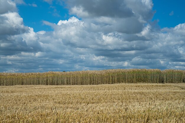 Pole pszenicy Half-reaped na obszarze wiejskim pod pochmurnym niebem