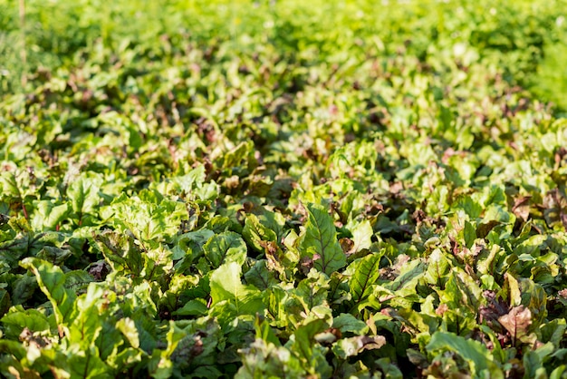 Pole sałaty organicznej pod wysokim kątem