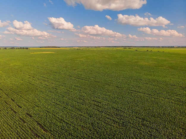 Pole słoneczników Widok z lotu ptaka na pola uprawne kwitnące nasiona oleiste