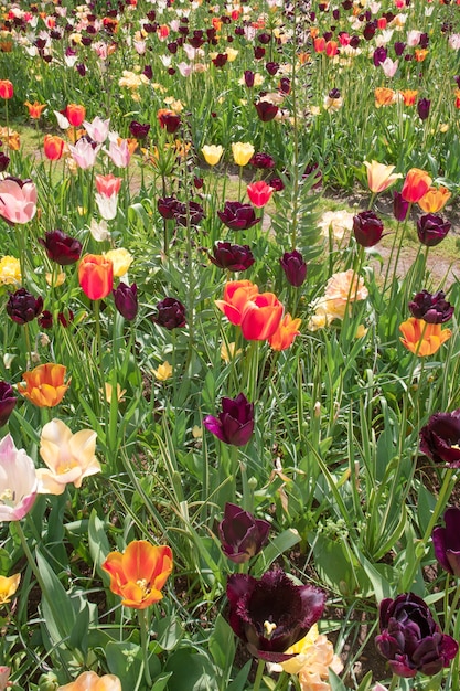 pole tulipanów w Holandii lub Holandii