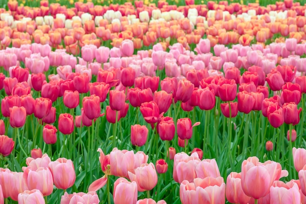 Bezpłatne zdjęcie pole tulipanów w holandii lub holandii