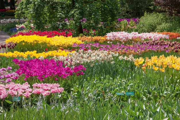 Pole tulipanów w Holandii lub Holandii
