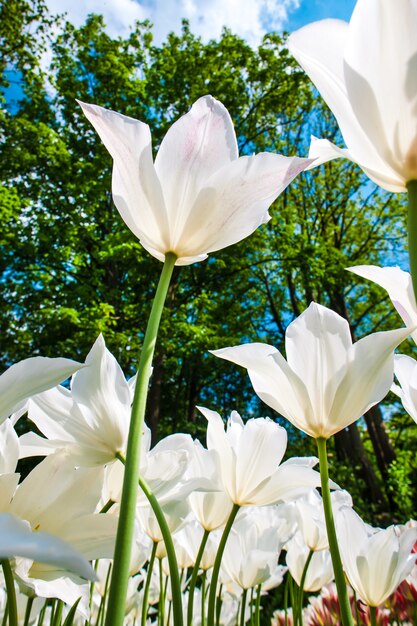 Pole tulipanów w ogrodach Keukenhof, Lisse, Holandia