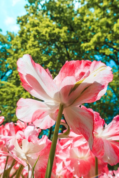 Pole tulipanów w ogrodach Keukenhof, Lisse, Holandia