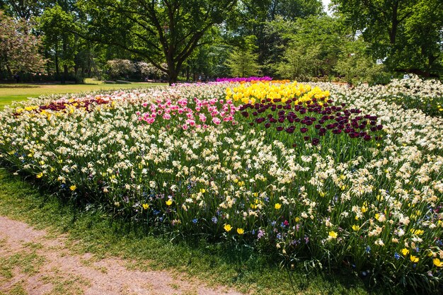 Pole tulipanów w ogrodach Keukenhof, Lisse, Holandia