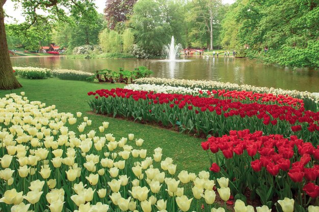 Pole tulipanów w ogrodach Keukenhof, Lisse, Holandia