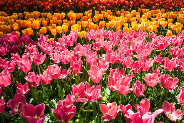 pole tulipanów w ogrodzie kwiatowym Keukenhof, Lisse, Holandia, Holandia