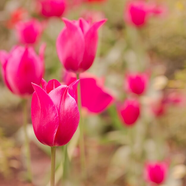 Pole z różowymi tulipanami.